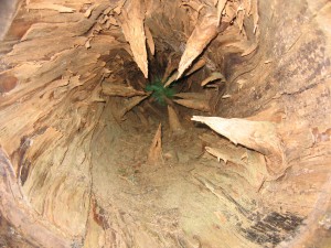 inside of tree this is what branches look like from the inside