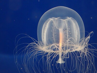 Jellyfish