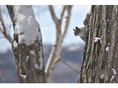 Squirrel on Tree